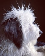 F1 Standard Sheepadoodle