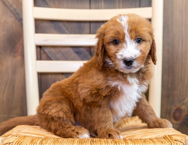 Another pic of our recent Goldendoodle litter