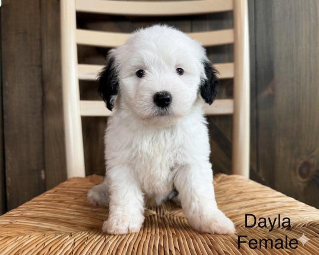 A picture of a Dayla, a gorgeous Mini Sheepadoodles for sale
