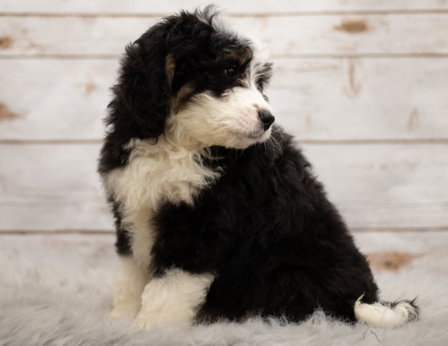 Another great picture of Izzy, a Bernedoodles puppy