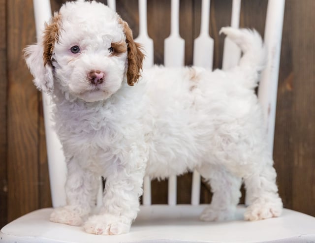 Bo is an F1B Goldendoodle that should have  and is currently living in Nebraska