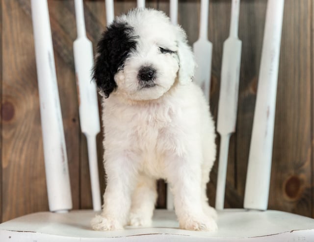 A picture of a Liam, one of our Mini Sheepadoodles puppies that went to their home in Nebraska