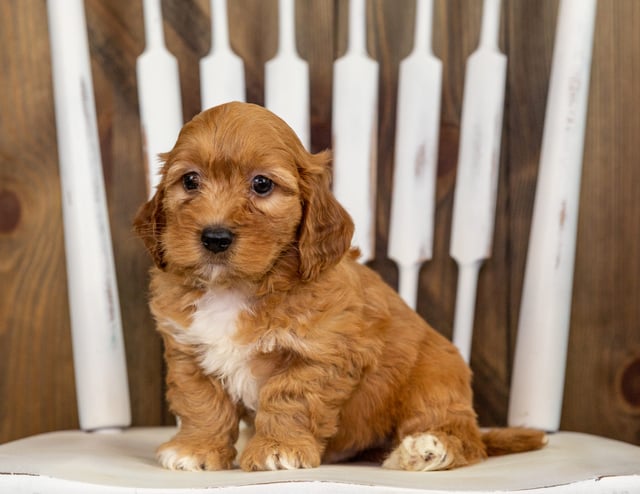 A picture of a Riley, one of our Mini Irish Doodles puppies that went to their home in Minnesota