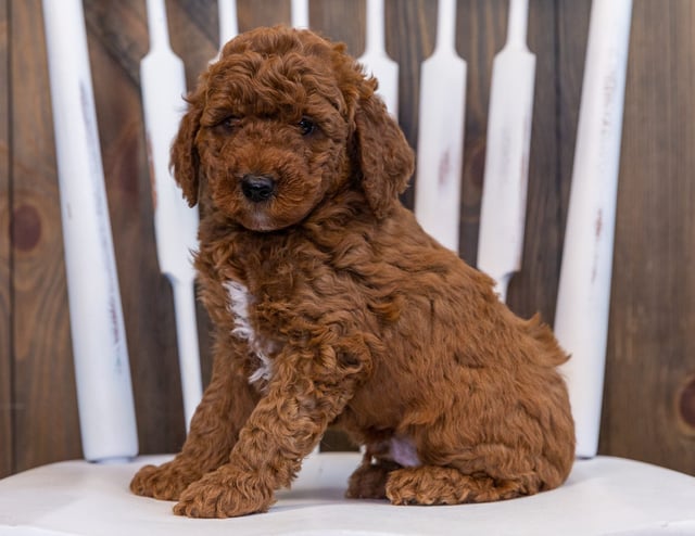 Deisel is an F2B Goldendoodle that should have  and is currently living in Nebraska