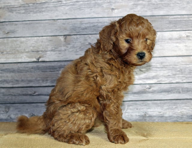 Umar is an F1B Goldendoodle that should have  and is currently living in Nebraska