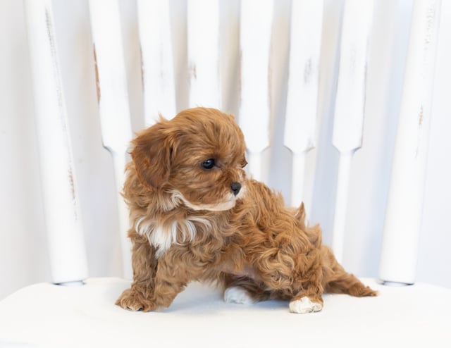 Nora is an F1 Cavapoo that should have  and is currently living in Minnesota