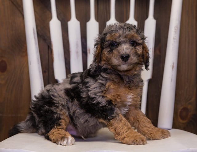 Hutch came from Raven and Ozzy's litter of F1BB Bernedoodles