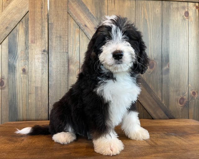 Xandi came from Delilah and Bentley's litter of F1 Bernedoodles