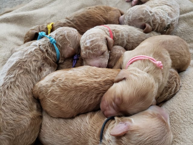 Gorgeous Mini Irish Goldendoodles available for sale!