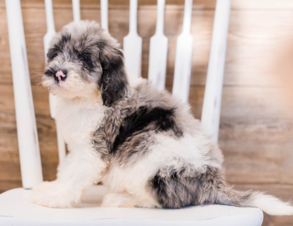 A picture of a Yarus, one of our Standard Sheepadoodles puppies that went to their home in North Dakota 