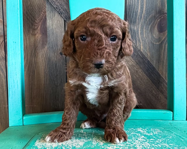 A picture of a Beau, a gorgeous Mini Goldendoodles for sale