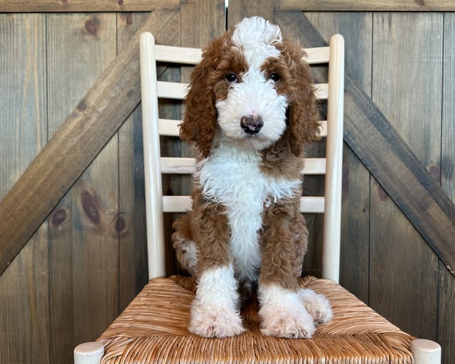 A picture of a Miles, one of our Standard Goldendoodles puppies that went to their home in Texas