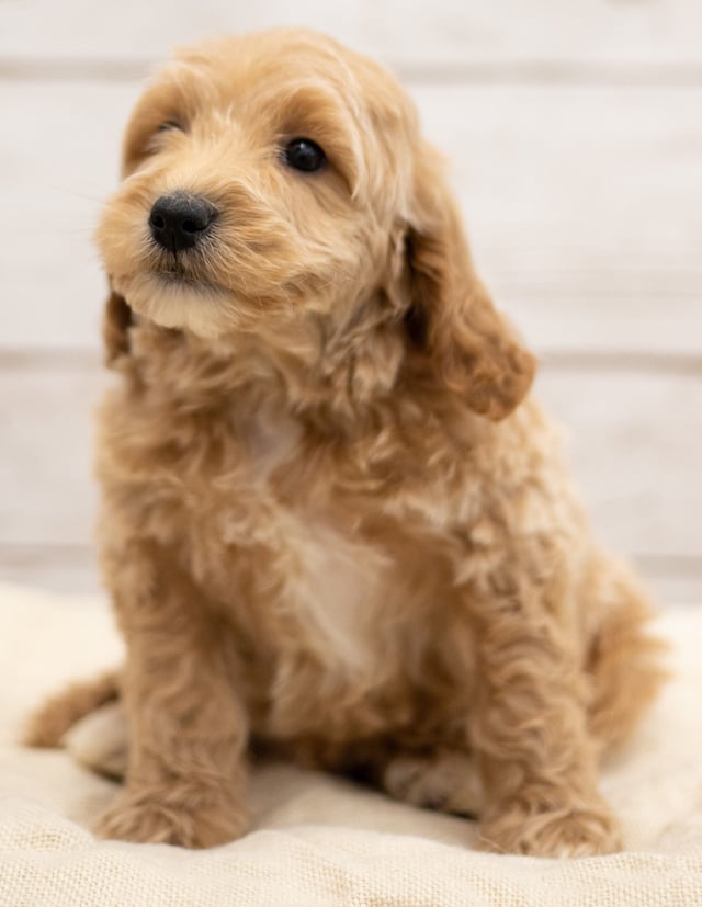 Kaspo was born on 01/04/2019 and is a Nebraska Goldendoodle