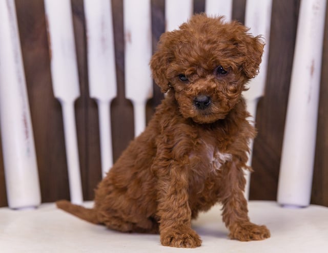 A picture of a Olivia, one of our Mini Goldendoodles puppies that went to their home in New Jersey