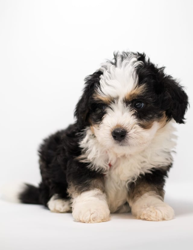 Fox is an F1 Bernedoodle for sale in Iowa.
