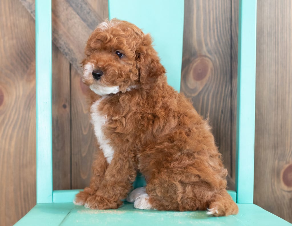 A picture of a Wink, one of our Mini Goldendoodles puppies that went to their home in Maryland
