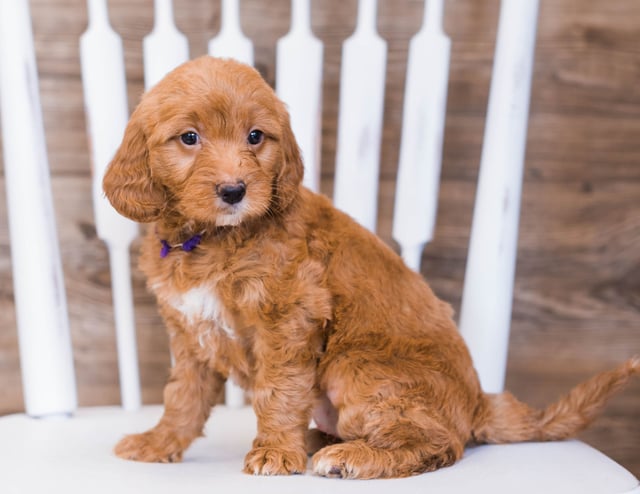 Ruby is an F1 Goldendoodle that should have  and is currently living in Vermont