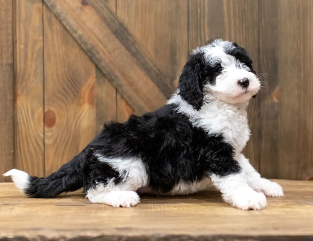 Olek is an F1 Sheepadoodle that should have  and is currently living in New York