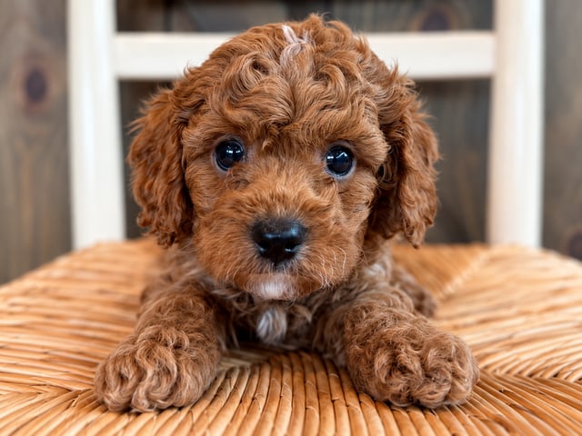 A picture of a Gibson, a gorgeous Petite Cavapoos for sale
