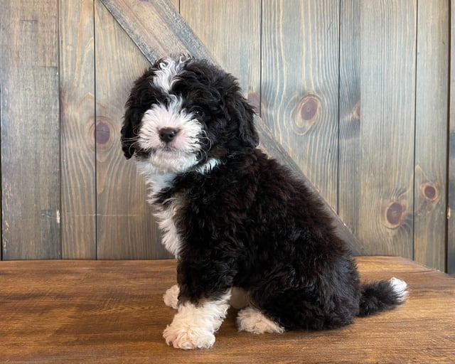Axle is an F1 Bernedoodle for sale in Iowa.