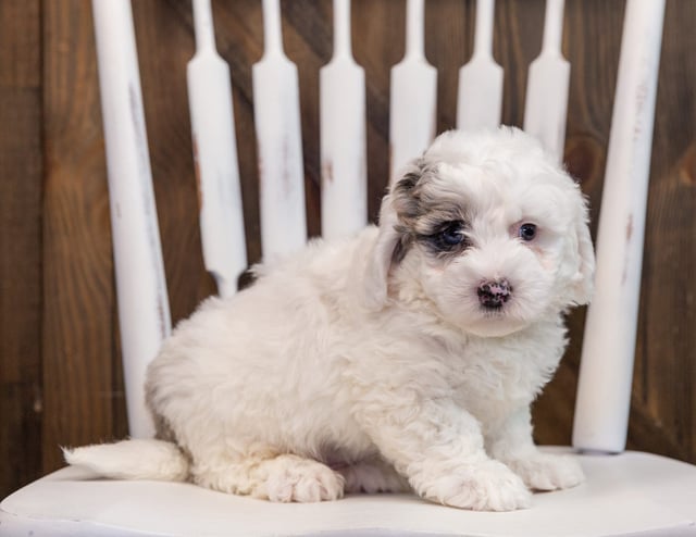 A picture of a Annie, one of our  Sheepadoodles puppies that went to their home in Arizona