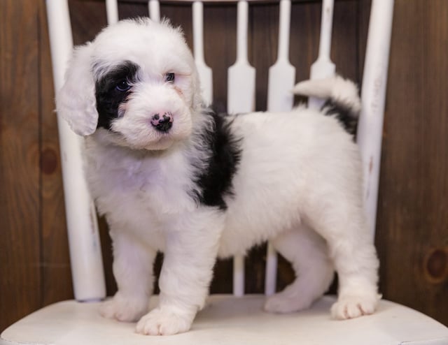Naala is an F1 Sheepadoodle that should have  and is currently living in Minnesota