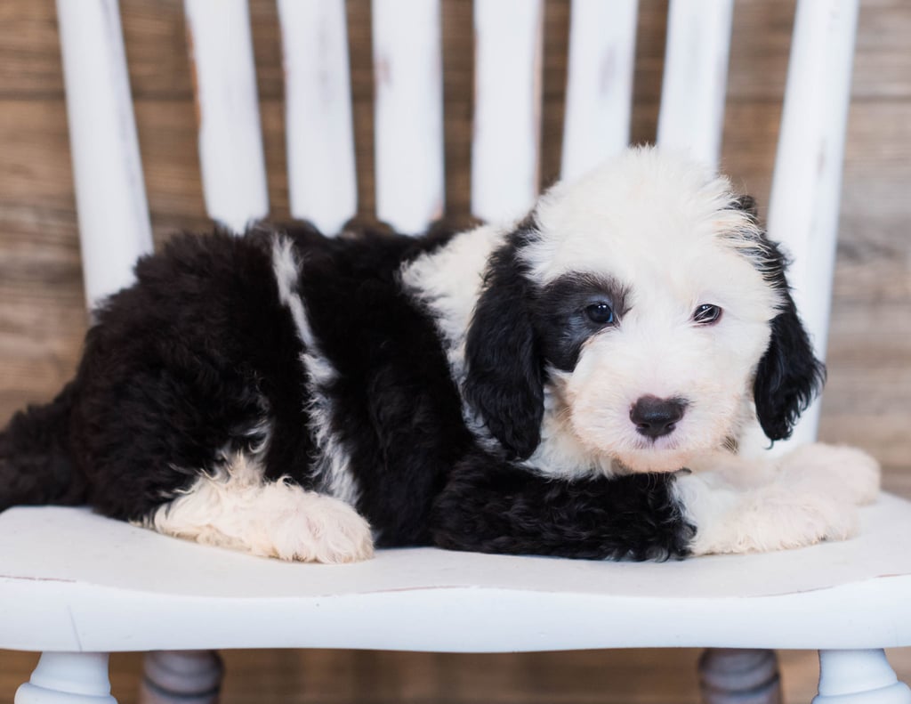 Clyde is an F1 Sheepadoodle that should have  and is currently living in Kentucky