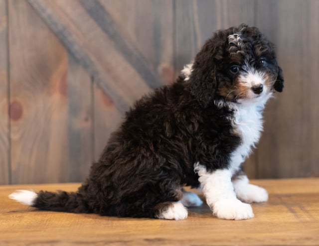 Sadie came from Sadie and Stanley's litter of F1 Bernedoodles