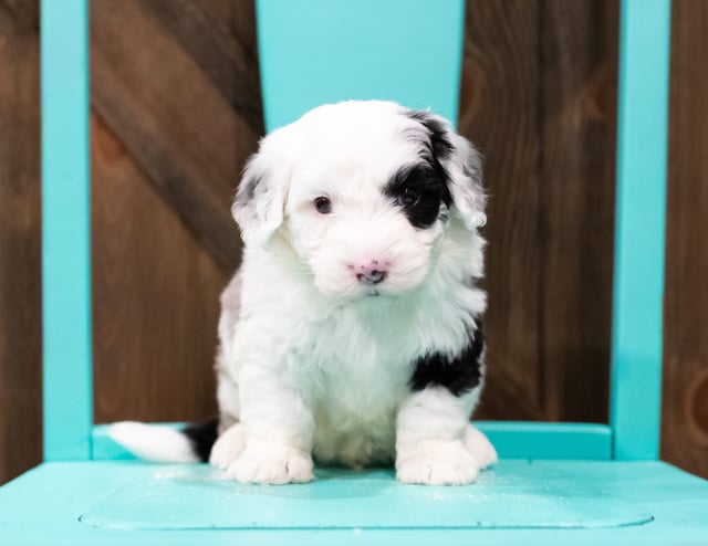 Echo came from Kaze and Ozzy's litter of F1 Sheepadoodles