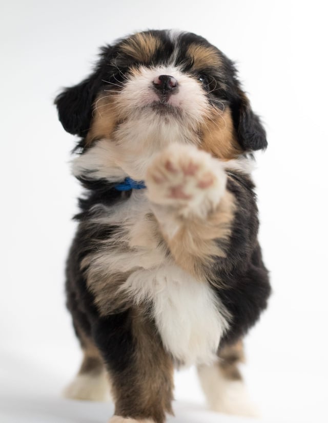 Another great picture of Fredi, a Bernedoodles puppy