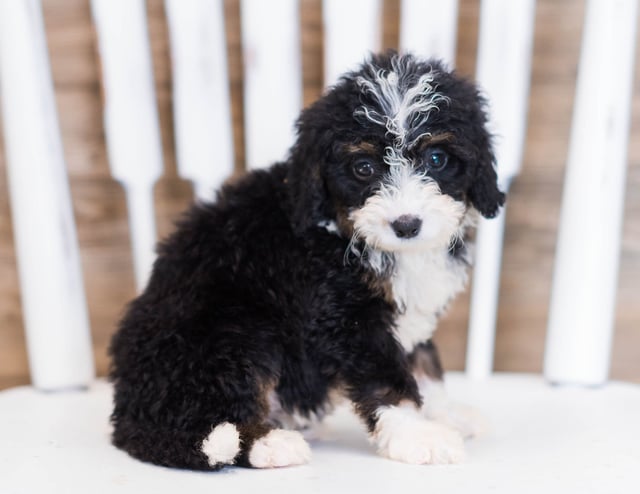 Wami came from Wami and Grimm's litter of F1 Bernedoodles
