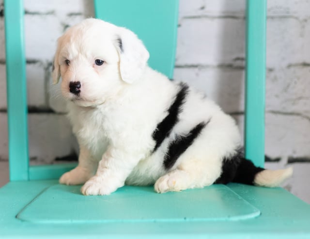 Sheepadoodles bred in in Iowa by Poodles 2 Doodles