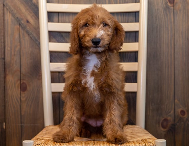 Kia is an F1 Goldendoodle that should have  and is currently living in Minnesota