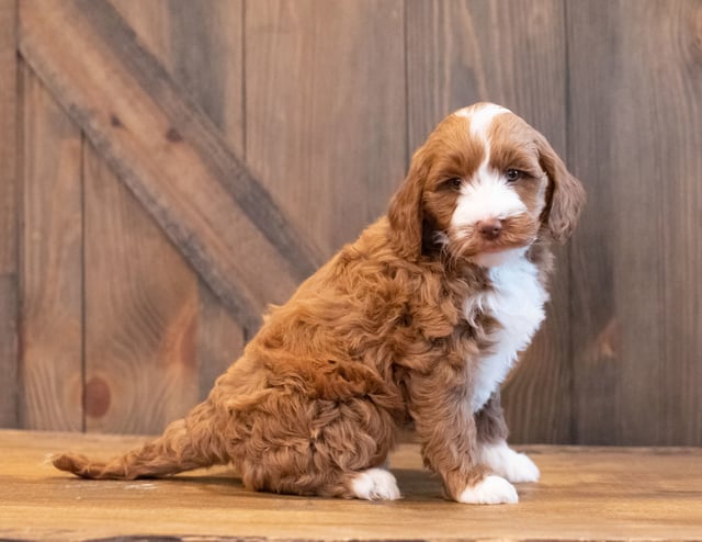 Ivy is an F1BB Goldendoodle that should have  and is currently living in Iowa 