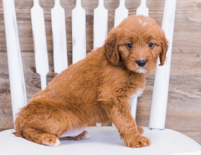 Rose is an F1 Goldendoodle that should have  and is currently living in South Dakota