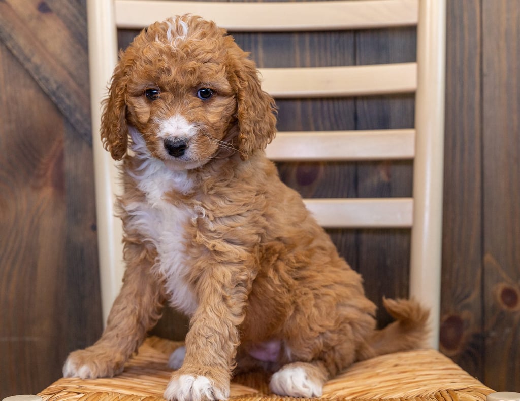 Another pic of our recent Goldendoodle litter