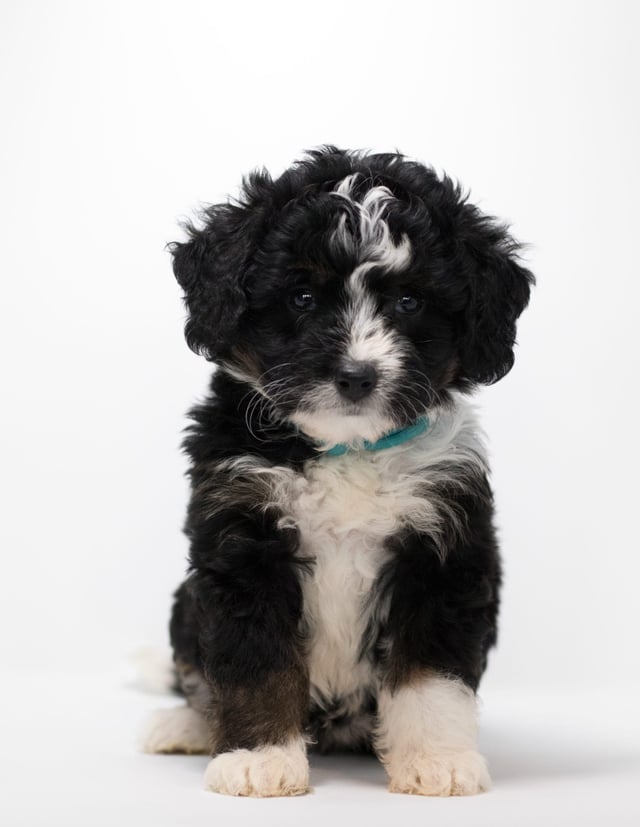 Feni is an F1 Bernedoodle for sale in Iowa.