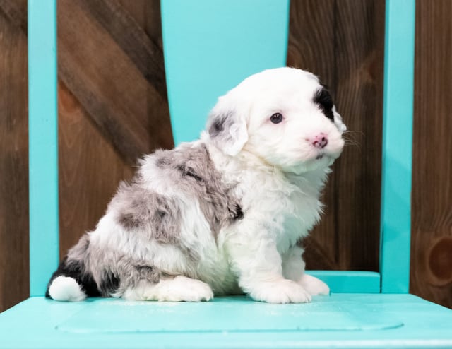 Echo is an F1 Sheepadoodle that should have  and is currently living in Iowa