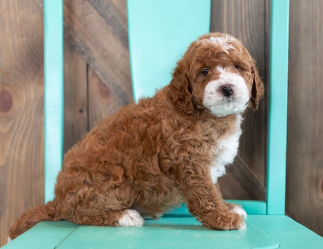 Woz is an F1BB Goldendoodle that should have  and is currently living in Iowa