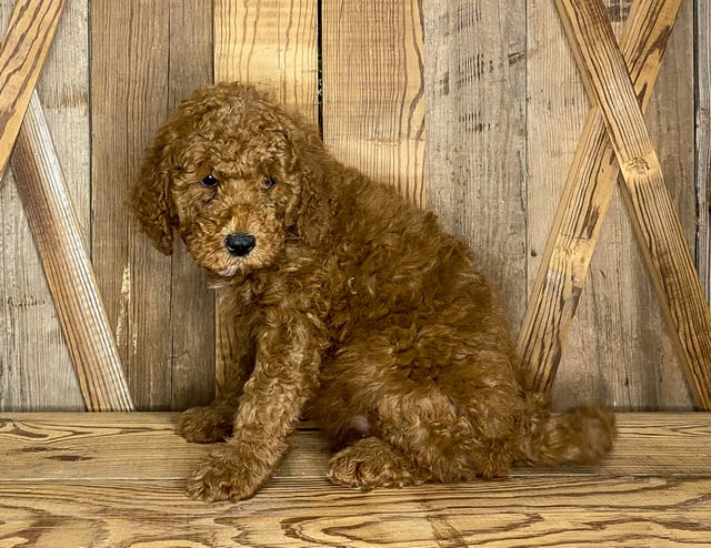 Jasper is an F1BB Goldendoodle that should have  and is currently living in Iowa