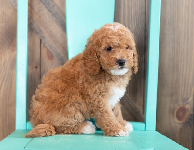 Wendy came from Candice and Teddy's litter of F1BB Goldendoodles