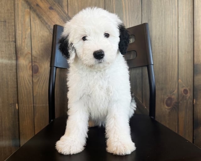 A picture of a Deacon, a gorgeous Mini Sheepadoodles for sale