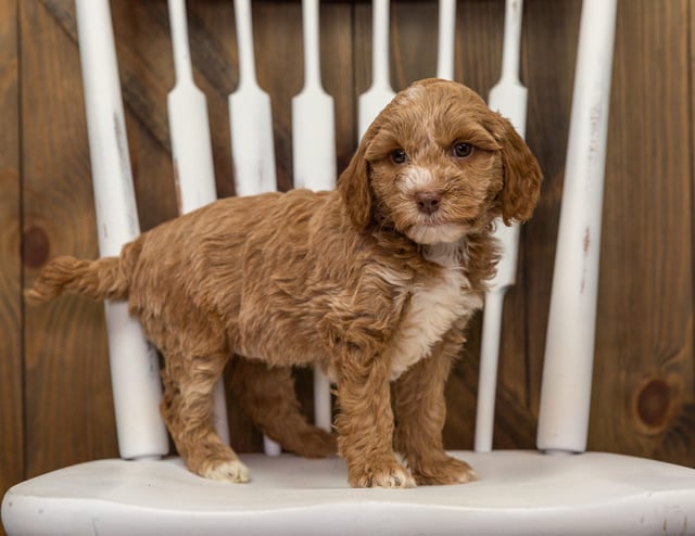 A picture of a Ebony, one of our Mini Goldendoodles puppies that went to their home in California