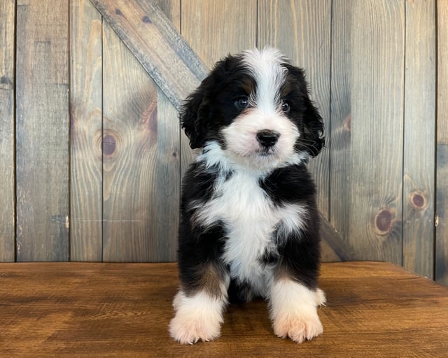 A picture of a Zed, one of our Standard Bernedoodles puppies that went to their home in Connecticut