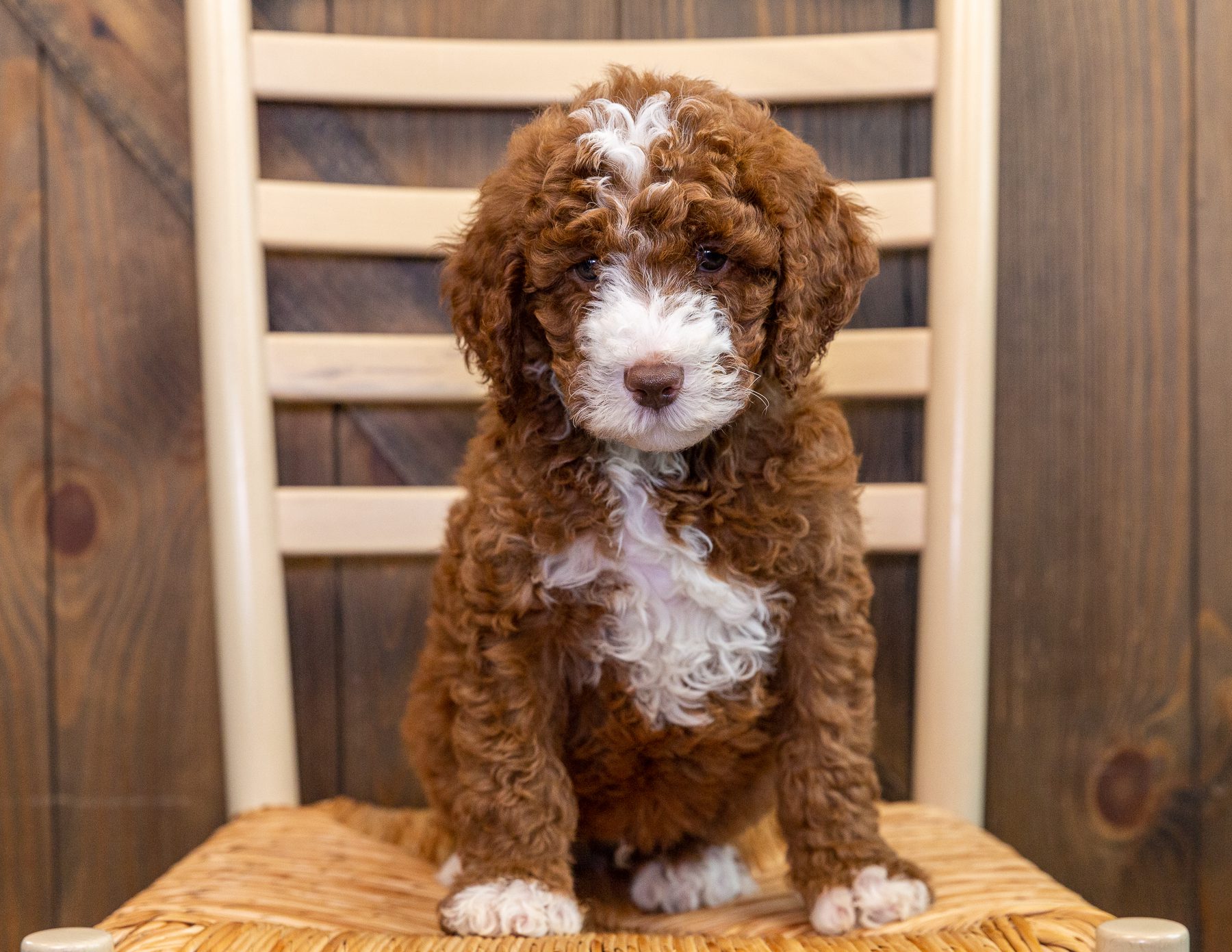 A litter of Mini Australian Goldendoodles raised in Iowa by Poodles 2 Doodles