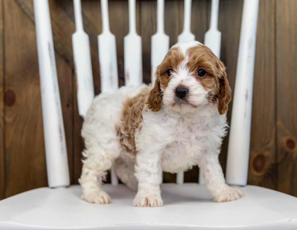 Xono is an F1 Cavapoo that should have  and is currently living in New Jersey