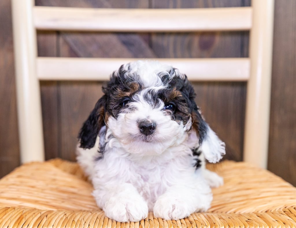 Chole is an F1BB Bernedoodle that should have  and is currently living in California