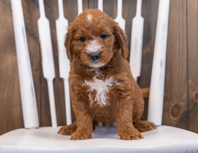 Stu came from Marlee and Milo's litter of F1 Goldendoodles