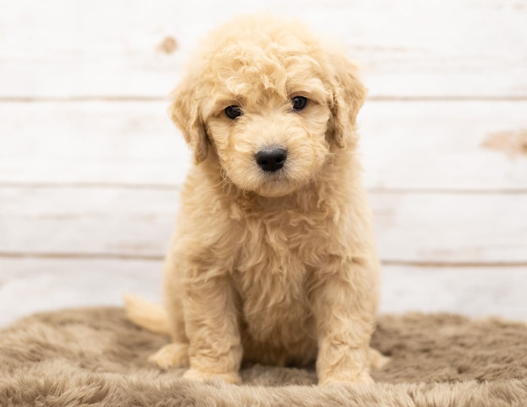 A picture of a Omer, one of our Mini Goldendoodles puppies that went to their home in Wyoming