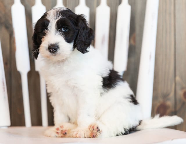 A picture of a Ink, one of our Mini Sheepadoodles puppies that went to their home in Illinois